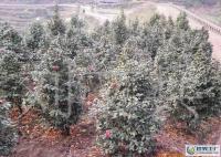 大量0 茶花、大茶花、山茶花[供應(yīng)]_綠化苗木_世界工廠(chǎng)網(wǎng)中國(guó)產(chǎn)品信息庫(kù)