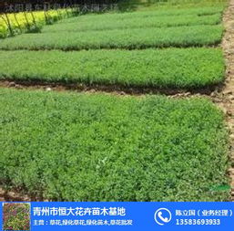 品種荷花 合勝花卉苗木 荷花