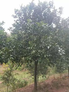 湖南曾萬(wàn)輝 質(zhì)量至上,打造苗木精品