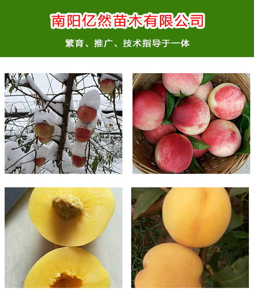 優(yōu)質(zhì)桃樹(shù)樹(shù)苗種植誠(chéng)信商家 多圖