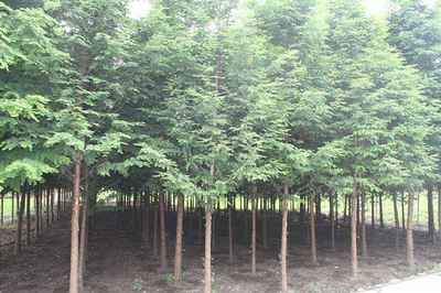 廣西8公分水杉之苗木移植后如何管理養(yǎng)護(hù)