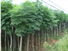 江蘇金壇苗木-江蘇樸樹(shù)價(jià)格2